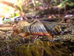 Check spelling or type a new query. Dreaming Of A Crystal Clear Cold Mountain Stream And A Brook Trout Photo Credit Reuben Browning Fish Anatomy Best Fishing Bait Fly Fishing