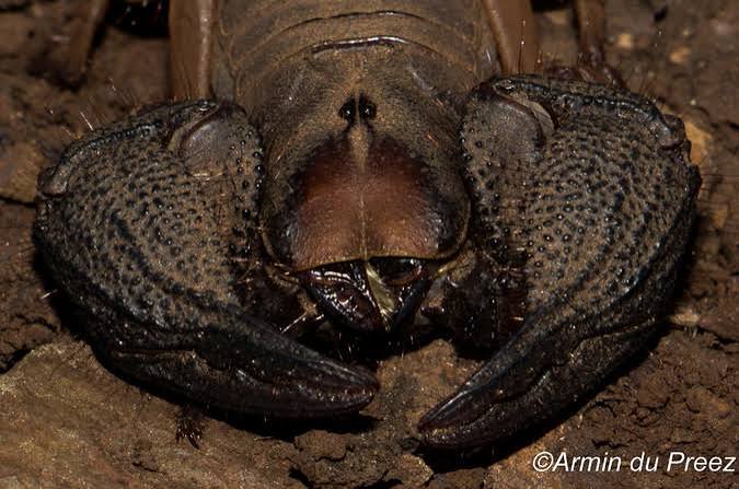 Scorpions: facts you need to know - Africa Geographic