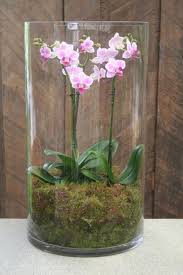 Orchids For Sale Tesco Orchids Orchid Terrarium Orchid Flower Arrangements Orchid Plants