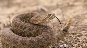 Image result for photo of people in church with rattlesnakes