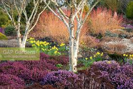 You can prune common scotch heather (calluna vulgaris). The Winter Garden In Stock Photo By Richard Bloom Image 0232406