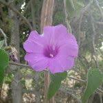 Image result for Ipomoea rubens