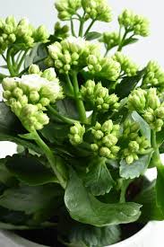 Image result for Kalanchoe blossfeldiana
