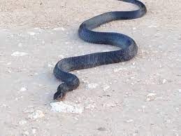 Blue Indigo Taken In Freer Texas This Snake Is Treasured In South Texas Because It Kills Rattle Snakes Texas Animals Snake South Texas