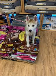 Natural pet food, supplies and grooming Nature S Pet Market West Linn Home Facebook