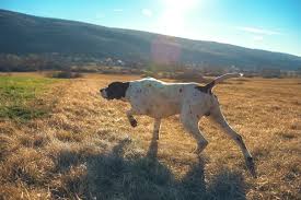 While earlier versions of the breed originated during the 17th century, the modern german shorthaired pointer was developed in germany during the mid to late 19th century for use as a multipurpose hunting dog. German Shorthaired Pointer Shedding All You Need To Know