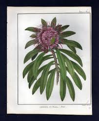 Image result for Protea gaguedi