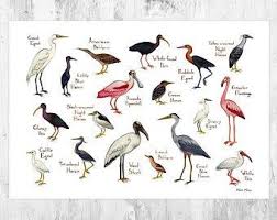 Birds Of North America Poster Oiseau Tropical Contemporain Art Moderne Oiseau Tropical Etsy Bird Poster Field Guide Watercolor Painting Etsy