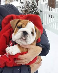 1 104 Begenme 9 Yorum Instagram Da Bulldog Corner Bulldog Corner Tag A Friend Who Need To See This Cutie Are Y Bulldog Puppies Bulldog Dog Bulldog