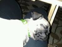 lucy adele whats up pup animals dogs