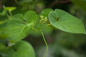 Image result for Cynanchum ledermannii