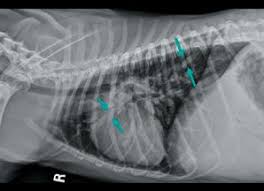 Other dogs have no symptoms at all. Canine Pulmonary Hypertension Part 2 Diagnosis And Treatment
