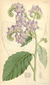 Image result for Wigandia urens