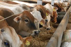 Sigirlarda Brucella Hastaligi Ve Belirtileri Rumico Hayvancilik