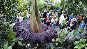 Jardín botánico ecológico de bayreuth (es); Titanwurz Spektakulare Pflanze Bluht In Bayreuth Bayreuth Nordbayern