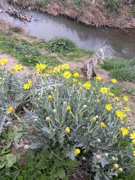 Image result for Hertia