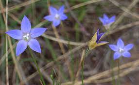 Grows mainly on the drier parts of the grassland, on stony rises or escarpments. Wahlenbergia Luteola Yarra Ranges Local Plant Directory