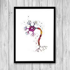Nerve Cell Watercolor Print Neuroscience Art Neurology Neuron Etsy Neuroscience Art Watercolor Print Watercolor Art Prints