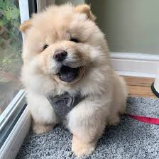 Four little chow chow puppies portrait at grey background. Is The Lion Like Chow Chow As Aggressive As He Looks K9 Web