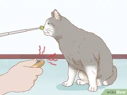 To keep your patio and furniture cat free you should spray your patio furniture with a rebelling smell. 3 Ways To Keep Cats Off Furniture Wikihow
