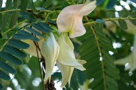 Image result for Sesbania sesban