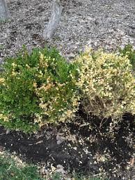 The boxwood sitting next to my desk had a depressingly familiar look about it. Box Woods Turning Yellow And Die 558139 Ask Extension