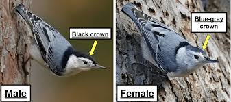 Maybe you would like to learn more about one of these? Types Of Nuthatches In The United States 4 Species Bird Watching Hq Birds World