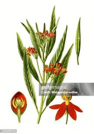 Image result for Asclepias curassavica