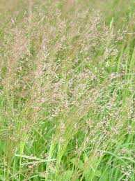 Image result for Agrostis products