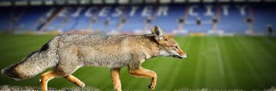 © plumb images / contributor / leicester city fc / gettyimages.ru. Foxy Leicester City Fc Won Premiership With Data Analytics