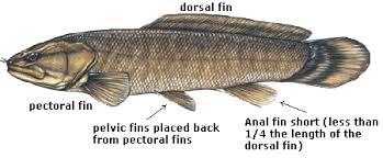 Maybe you would like to learn more about one of these? Did I Catch A Snakehead Wisconsin Dnr