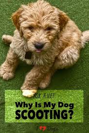 Ask A Vet Why Is My Dog Scooting Is It Normal For My Dog To Scoot Cat And Dog Memes Dogs Dog Training