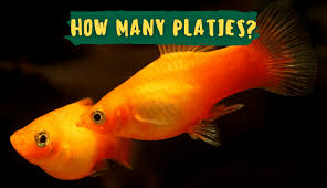 How To Identify Male Or Female Platy Fish - Youtube