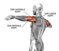 Für einen trainingserfolg ist eine gesunde ernährung essentiell; 6 Effektive Ubungen Fur Straffe Arme Zu Hause Trainieren