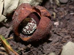 Image result for Hydnoraceae