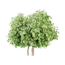 Image result for Grewia avellana