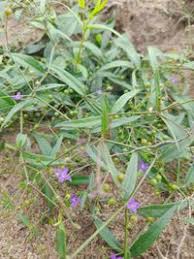 Image result for Oldenlandia affinis