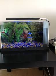 My New Betta Tank With Blue Night Light Betta Tank Betta Fish Care Blue Night Lights
