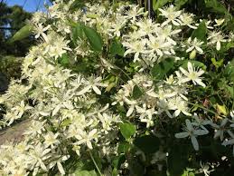 Clematis and tomatoes are two exceptions to the usual rule, and are best planted 6 inches deeper than the soil level in the pot. Sweet Autumn Clematis Needs Sturdy Support Home Garden Qctimes Com