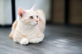 Your kitty will flash you their tummy like most animals, cats do not show their stomachs to just anyone. How To Get A Cat To Like You 6 Easy Tips Bechewy