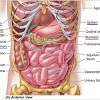 30 human body facts for kids. 1