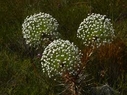 Image result for Eriocaulaceae