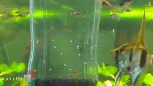 This Is How You Can Make A Fry Trap For Your Aquarium Fish Breeding Hatchery Fish Incubator Isolation Box Tank Large Sim Baby Fish Fish Breeding Diy Aquarium