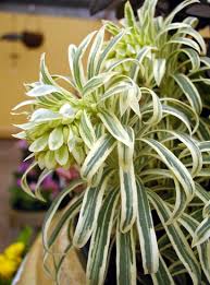Image result for Euphorbia venteri