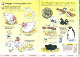 Lalu, setelah itu telur tersebut akan dikeluarkan oleh ayam betina, nah telur ini tidak bisa menetas untuk menjadi anak ayam. Buku Anak Hebat Mengapa Ayam Mengerami Telur Beberapa Facebook