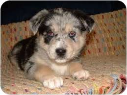 We did not find results for: Southern California Ca Australian Shepherd Meet Vienna A Pet For Adoption
