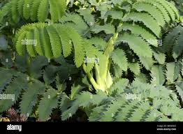 Image result for Melianthaceae
