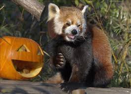 Red pandas are mammals in additional creatures. Endangered Red Pandas Filmed In Myanmar