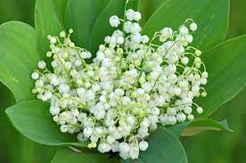 Un grand choix de fleurs pour toutes les occasions de la vie. Pin On Manifestations Et Evenements Favorite Events