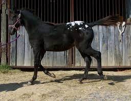 Black Appaloosa Filly With Blanket And Spots For Sale Appaloosa Horses Beautiful Horses Appaloosa